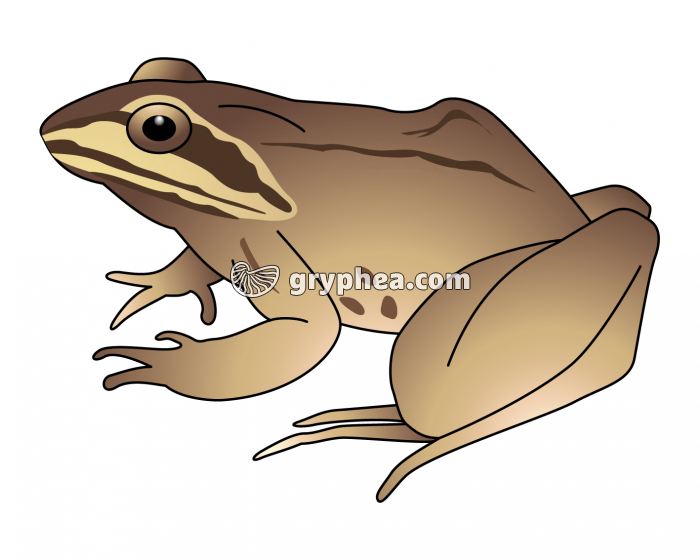 Grenouille rousse (amphibien) - infographie - gryphea.org